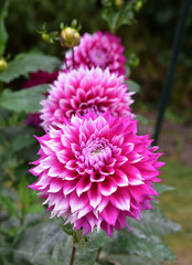 Dahlia rose au jardin