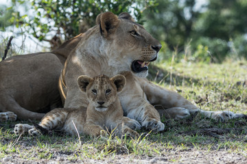 Fototapeta na wymiar Lioness and cub (Panthera leo) taken in the Maasai Mara Reserve, Kenya