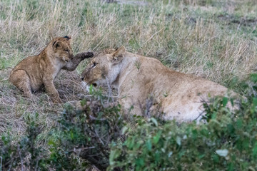 Lion cub (Panthera leo) playing with lioness taken in the Maasai Mara Reserve, Kenya