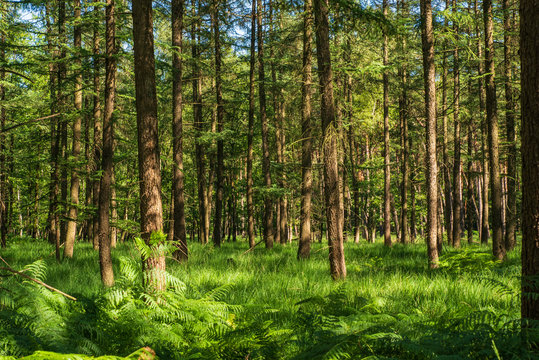 Blick in den sonnigen Wald, farnbedeckter Boden © Frank Kuschmierz