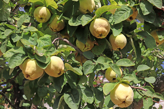 Quitten am Baum