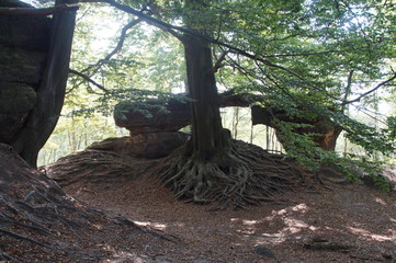 Fototapeta premium Kleines Prebischtor, sächsische Schweiz