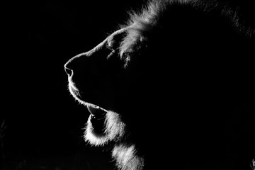Male lion (Panthera leo) profile with backlighting taken in the Maasai Mara Reserve, Kenya