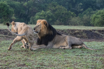 Plakat Male and female lions courting (Panthera leo) taken in the Maasai Mara Reserve, Kenya