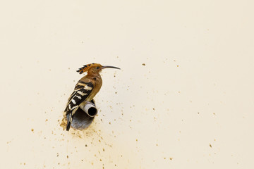 Colorful hoopoe bird sits on a pipe coming out of a wall