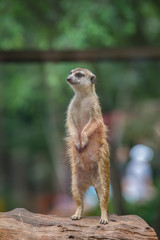 Close up meerkat on trunk