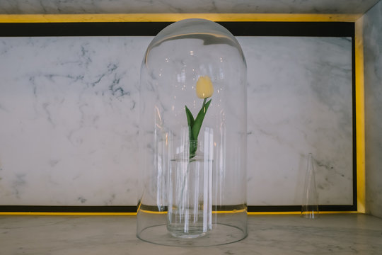 Tulipe sous cloche