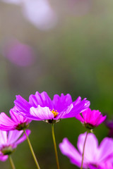 Fototapeta premium Pink cosmos flowers background in the garden