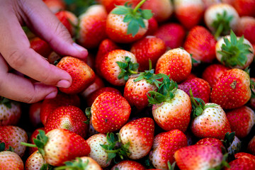 Strawberries background. Strawberry fruit background.