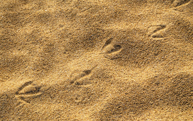 Bird footsteps on the sand