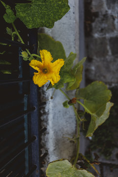 Fleur de ville, Montmartre, Paris