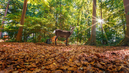 Boslandschap in de herfst met een hert