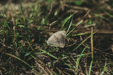 Small butterfly in the forest