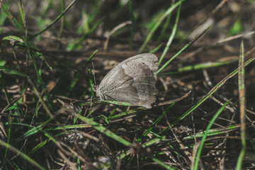Small butterfly in the forest