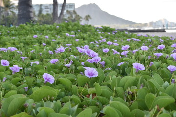 ダイヤモンドヘッド