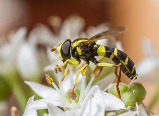 Xanthogramma pedissequum hoverfly