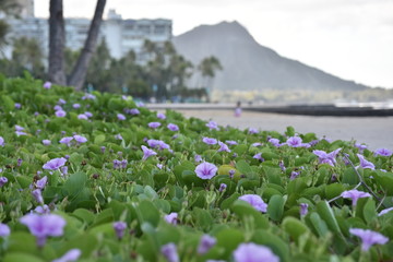 ダイヤモンドヘッド