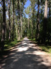 Obraz premium Camino