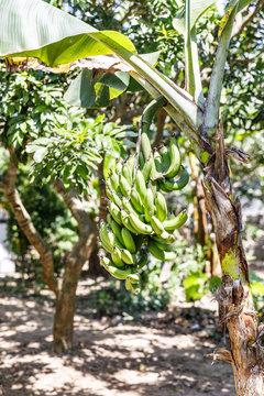 Bananas grow on a small banana tree