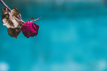 Dried Red Rose Background, sad valentine