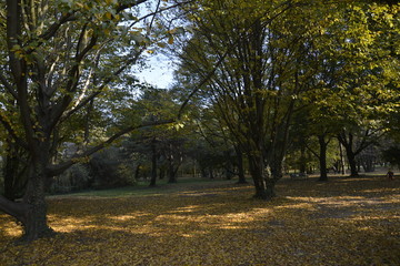 AUTUNNO
