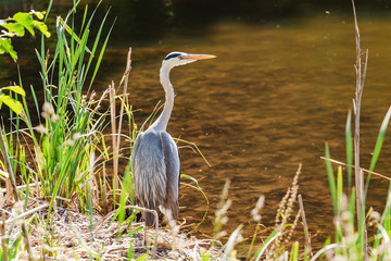 Great Blue Heron Ardea herodias at city pond