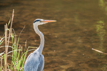 Great Blue Heron Ardea herodias at city pond