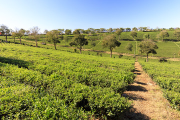 Fototapeta na wymiar Tam Chau Tea plantation with green tea bushes in Bao Lam , Vietnam