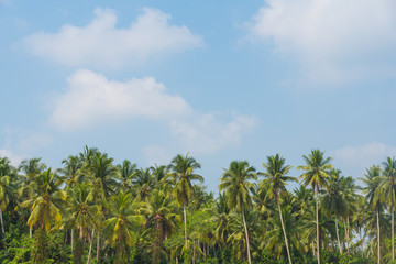Naklejka na ściany i meble Coconut palm trees with blue sky