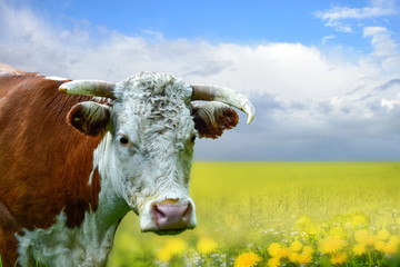 Bull head with yellow meadow and blue sky