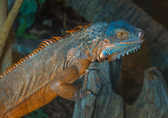 Green Iguana (Iguana iguana)