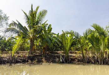 Green plants with tall leaves at waterside of a river