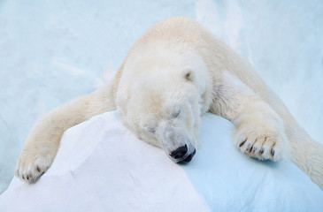 L& 39 ours polaire dort.