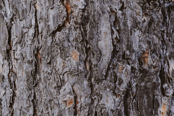 dark tree bark close-up, wooden background