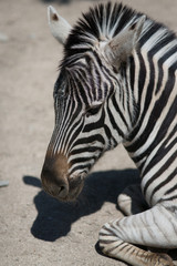 The zebra in the zoo
