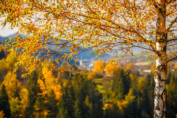A birch in a foreground of landscape in autumn colors, Slovakia, Europe.