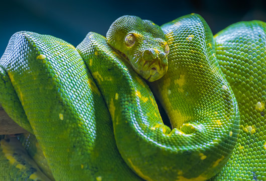 Green Tree Python (Morelia viridis)