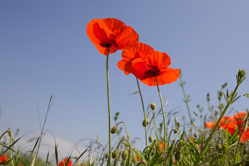 Wild poppies in a field in the sunshine with a blue sky
