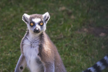 Naklejka na ściany i meble A ring-tailed lemur (Lemur catta)