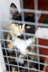 Cat in cage shelter waiting to be rehomed