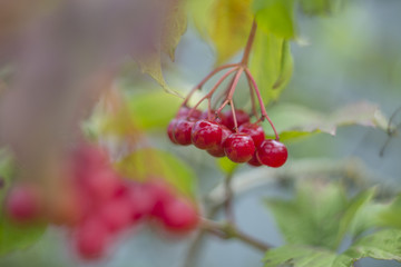 viburnum