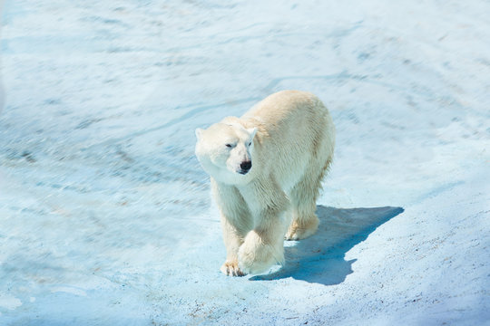  polar bear in the snow