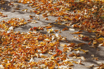 Fallen yellow leaves lie on asphalt