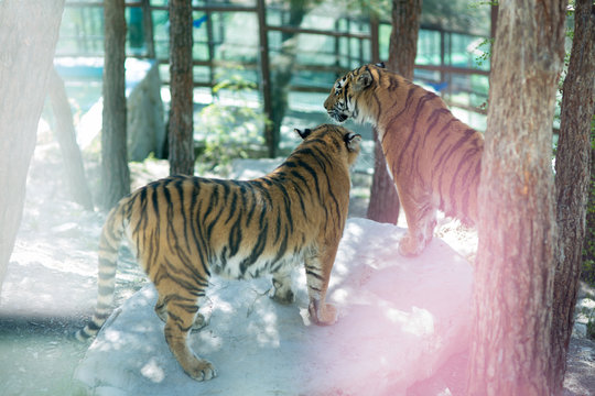 Tiger at the zoo