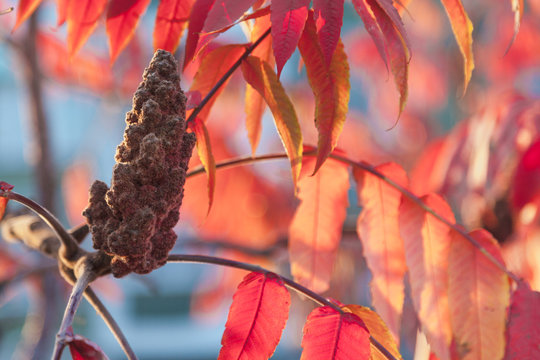 Inflorescence of plant sumac against background of red leaves