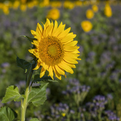 Sonnenblume