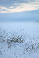 Reeds in winter landscape at the lake shore.