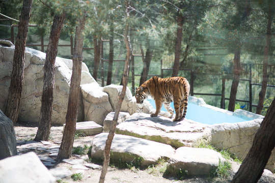 Tiger at the zoo