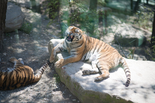 Tiger at the zoo