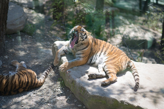 Tiger at the zoo